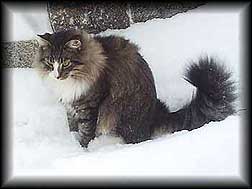 Bandit