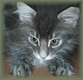 Cooper