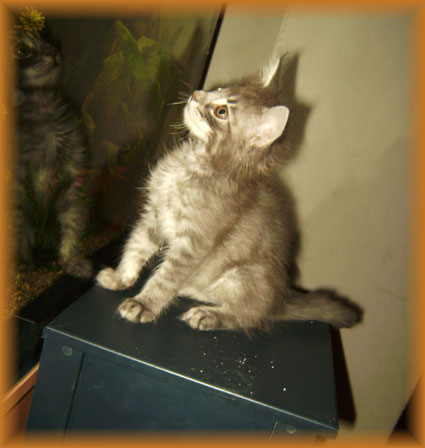 Lennox